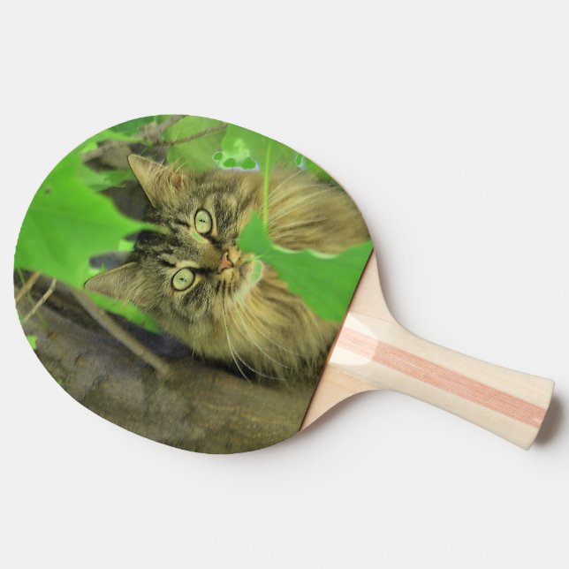 Raquette De Ping Pong Chat Maine Coon dans l'arbre (Côté)