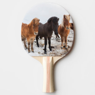 Raquette De Ping Pong Cheval islandais pendant l'hiver sur l'Islande