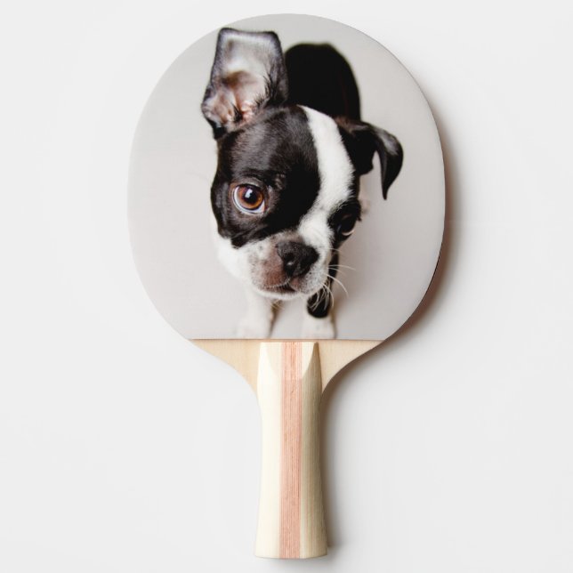 Raquette De Ping Pong Chiot d'Edison Boston Terrier (Devant)