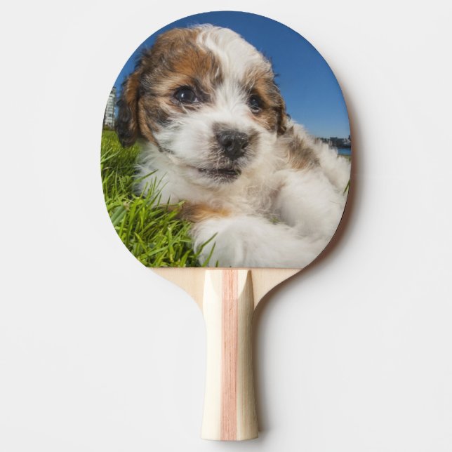 Raquette De Ping Pong Chiot mignon (Shitzu) (Devant)