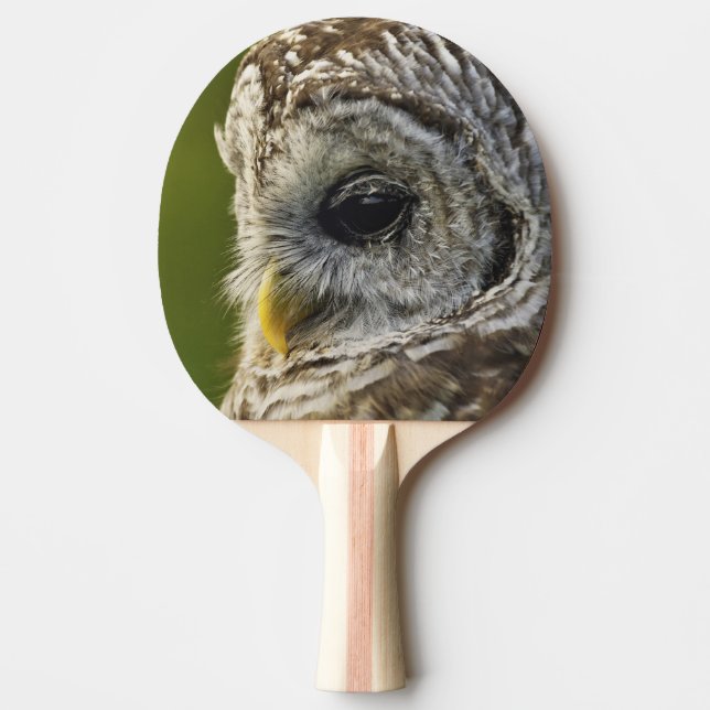 Raquette De Ping Pong Chouette rayée, Strix varia, Michigan (Devant)