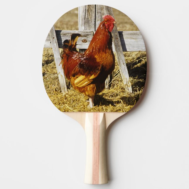 Raquette De Ping Pong Coq Rhode Island Red (Devant)