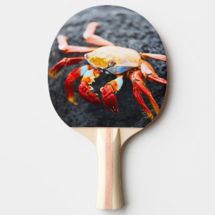 Raquette De Ping Pong Crabe de lightfoot de sortie sur une roche noire
