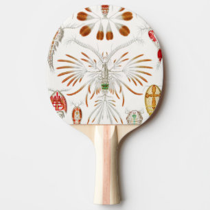 Raquette De Ping Pong Crustacés de la vie marine, Copépodes par Ernst Ha