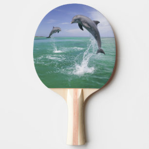 Raquette De Ping Pong Dauphins à gros nez Tursiops truncatus