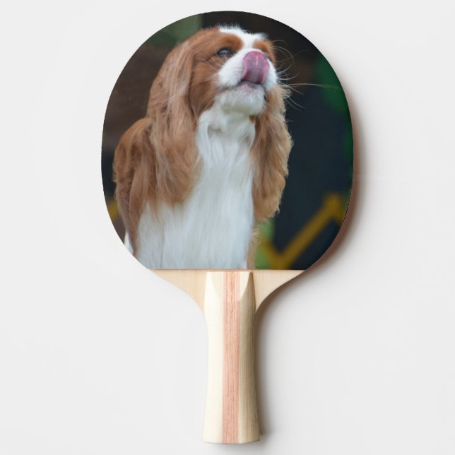 Raquette De Ping Pong Épagneul cavalier doux du Roi Charles (Devant)