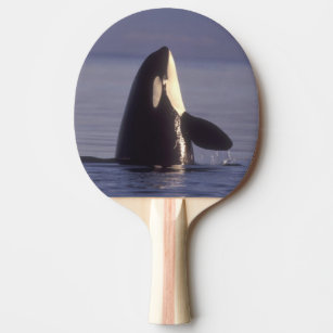 Raquette De Ping Pong Épaulard d'orque de Spyhopping (orcinus d'orque)