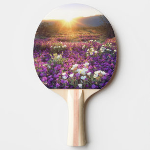 Raquette De Ping Pong États-Unis, Californie, Anza-Borrego Desert State
