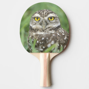 Raquette De Ping Pong États-Unis, Floride, Cape Coral, Hibou des terrier