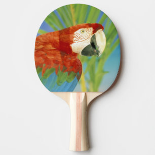 Raquette De Ping Pong États-Unis, Hawaï. Perroquet