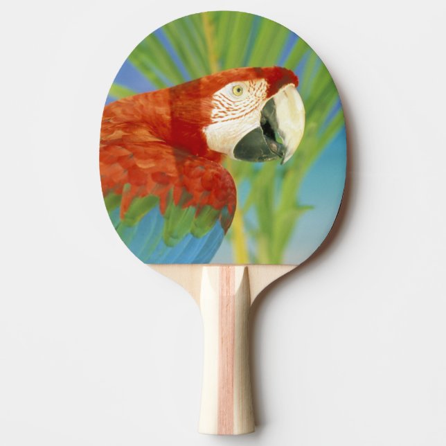 Raquette De Ping Pong États-Unis, Hawaï. Perroquet (Devant)