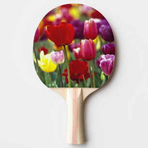 Raquette De Ping Pong États-Unis, Oregon, Willamette Valley.  Beau