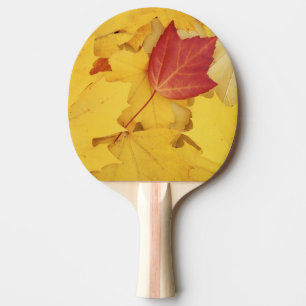 Raquette De Ping Pong États-Unis, Washington, Finch Arboretum, Rouge et