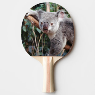 Raquette De Ping Pong Featherdale Wildlife Park, Koalas