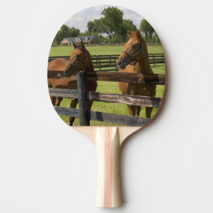 Raquette De Ping Pong Ferme de chevaux pur-sang dans le comté de Marion,