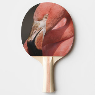 Raquette De Ping Pong Flamant rose chilien, Phoenicopterus chilensis