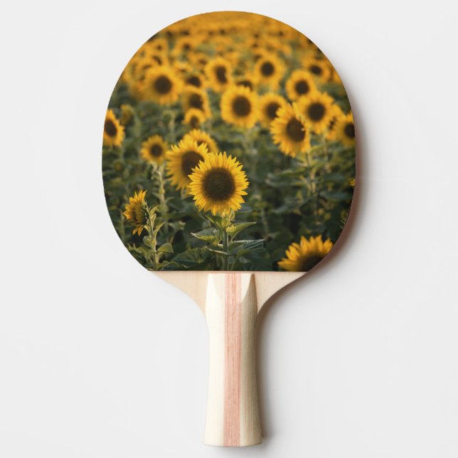 Raquette De Ping Pong France, Vaucluse, champ de tournesols (Devant)