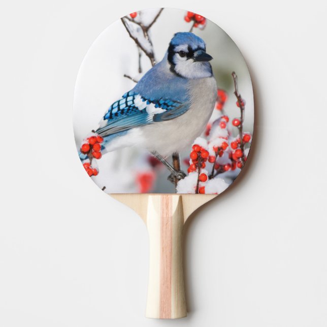 Raquette De Ping Pong Geai bleu dans l'Ilex verticillé (Devant)