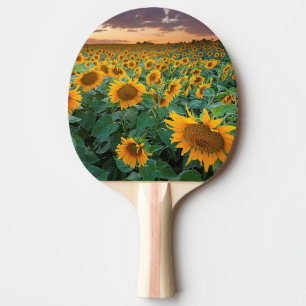 Raquette De Ping Pong Gisement de tournesol dans Longmont, le Colorado