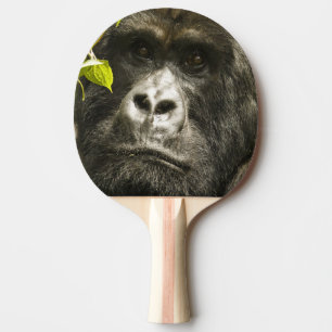 Raquette De Ping Pong Gorille des montagnes, Gorilla beringei beringei,
