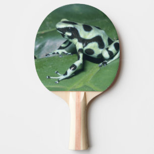 Raquette De Ping Pong Grenouille flèche empoisonnée, (Dendrobates auratu