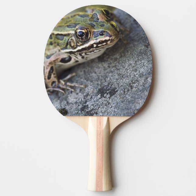 Raquette De Ping Pong Grenouille léopard du nord, Île transparente, (Devant)