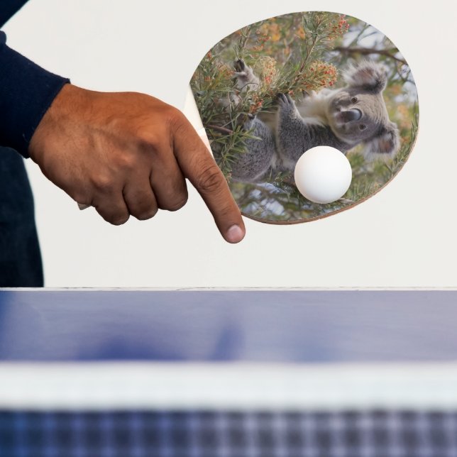 Raquette De Ping Pong Grevillea Koala Bear, (Insitu)