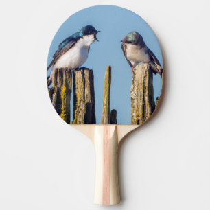 Raquette De Ping Pong Hirondelle bicolore mâle et femelle