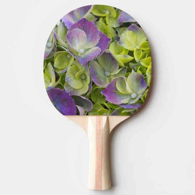 Raquette De Ping Pong Hydrangea du jardin de Keukenhof (Devant)