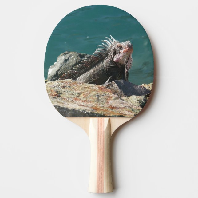 Raquette De Ping Pong Iguane à St. Thomas (Devant)