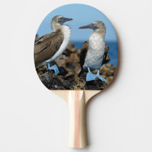 Raquette De Ping Pong Îles Galapagos, île Isabela