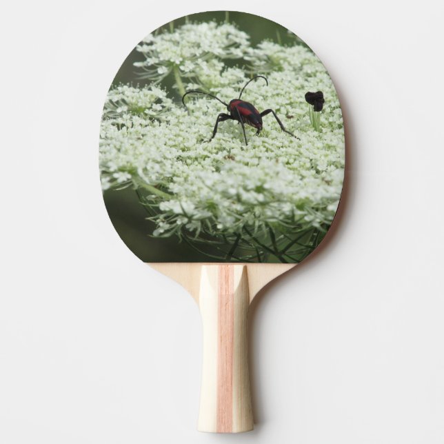 Raquette De Ping Pong Insecte sur fleurs d'Elderflower (Devant)