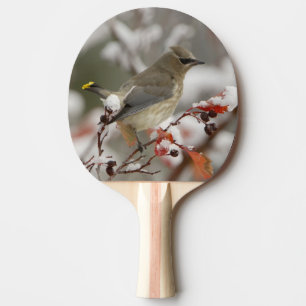 Raquette De Ping Pong Jaseur d'Amérique adulte sur aubépine avec neige