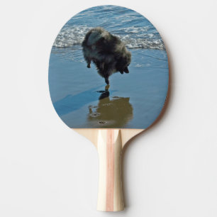 Raquette De Ping Pong Keeshond Ballet Photographie - Joli chien d'origin