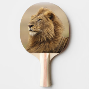 Raquette De Ping Pong Kenya, Masai Mara   Lion mâle