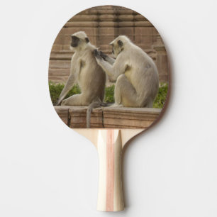 Raquette De Ping Pong Langurs d'Hanuman ou langurs à face noire, communs