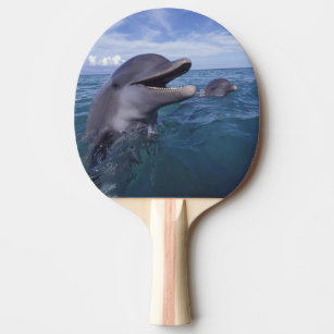 Raquette De Ping Pong Les Caraïbe, Tursiops 5 de dauphins de Bottlenose