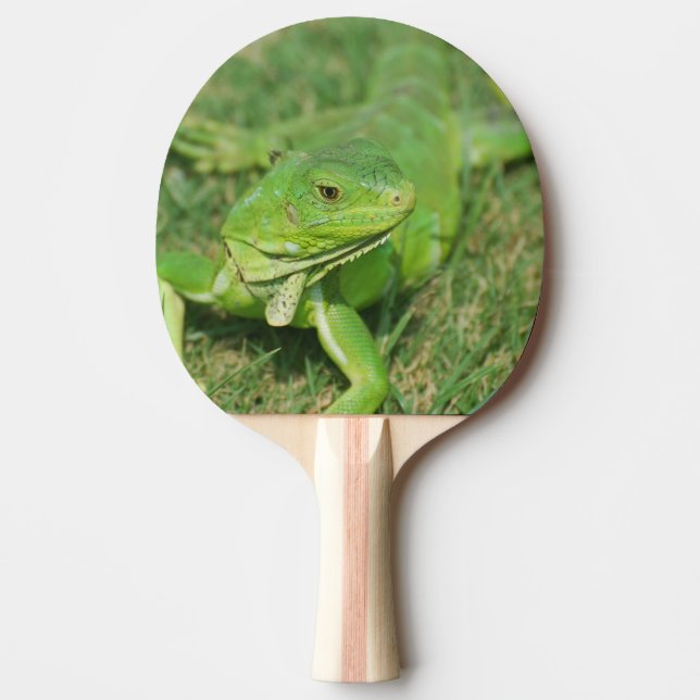 Raquette De Ping Pong Lézard vert de rampement (Devant)