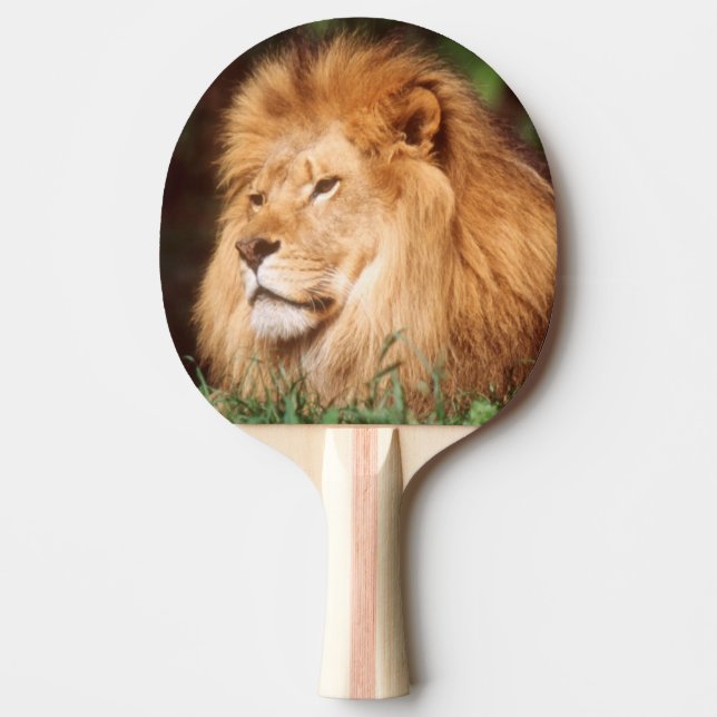 Raquette De Ping Pong Lion adulte mâle (Devant)