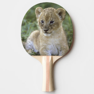 Raquette De Ping Pong lion d'Afrique, Panthera leo), Tanzanie,