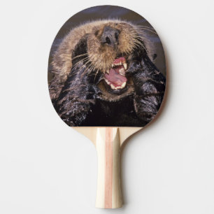 Raquette De Ping Pong Loutres de mer, Enhydra lutris 6