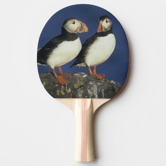 Raquette De Ping Pong Macareux atlantique (Devant)