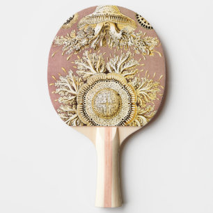 Raquette De Ping Pong Méduses, Discomedusae par Ernst Haeckel