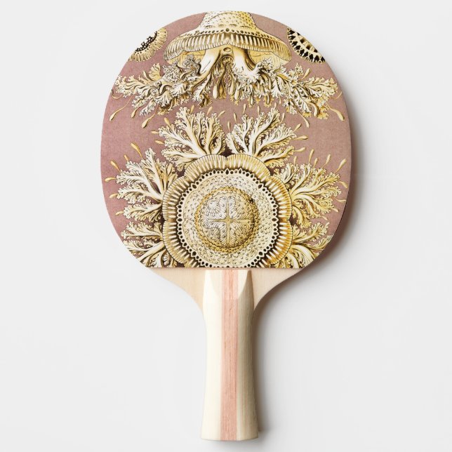 Raquette De Ping Pong Méduses, Discomedusae par Ernst Haeckel (Devant)