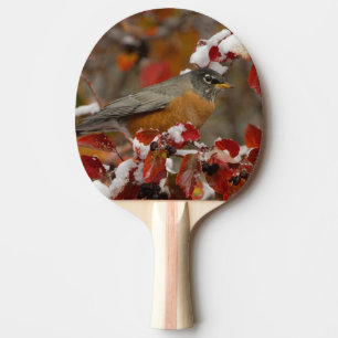 Raquette De Ping Pong Merle américain mâle dans l'aubépine noire