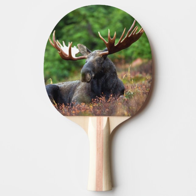 Raquette De Ping Pong Oie (Devant)