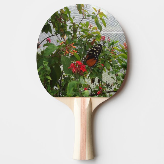 RAQUETTE DE PING PONG ORANGE BUTTERFLY (Devant)