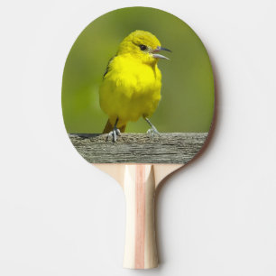 Raquette De Ping Pong Orchard Oriole - Photo originale