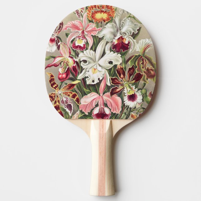 Raquette De Ping Pong Orchidées, Orchideae Denusblumen par Ernst Haeckel (Devant)