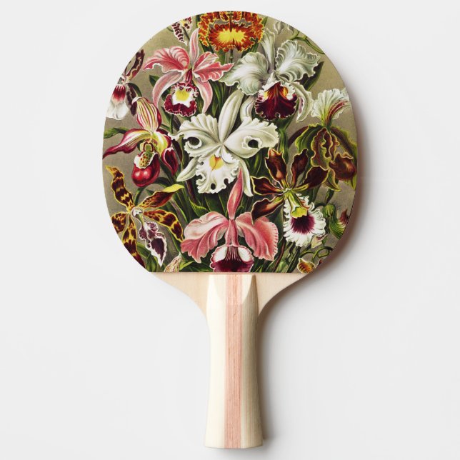 Raquette De Ping Pong Orchids, Orchideae Denusblumen Ernst Haeckel  (Devant)